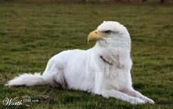 HABBITAT - eagle dog